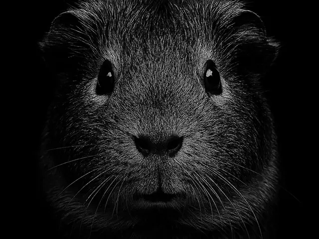 HueForge model: Hueforge Guinea Pig by cterry2000