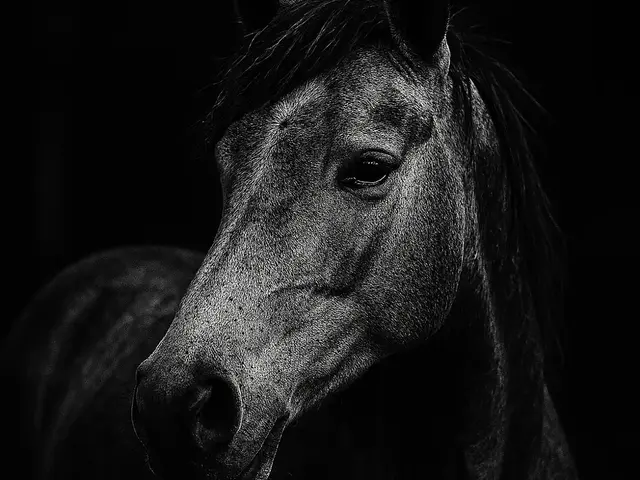 HueForge model: Hueforge Horse by cterry2000