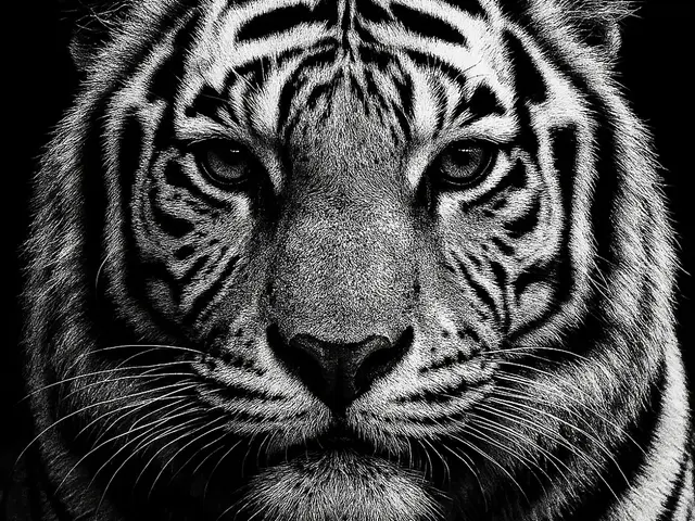 HueForge model: Hueforge White Tiger by cterry2000
