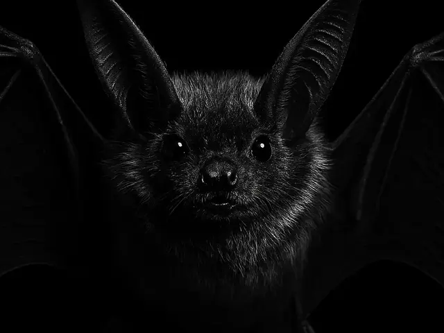 HueForge model: Hueforge Bat by cterry2000
