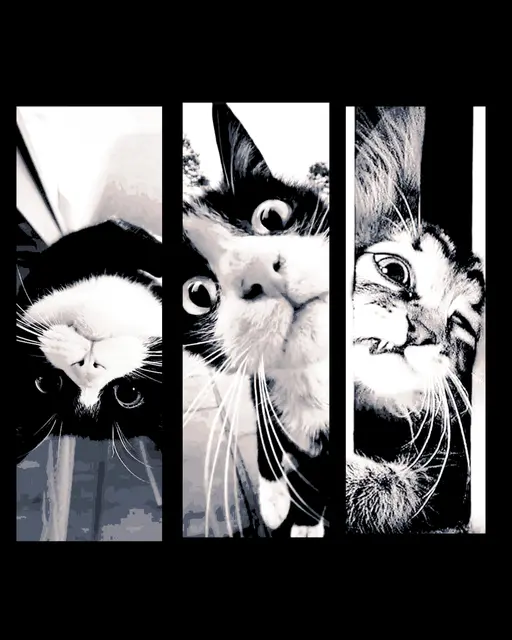 HueForge model: Some Funny Faces from the neighborhood Cats - set of bookmarks by BooneCo3d