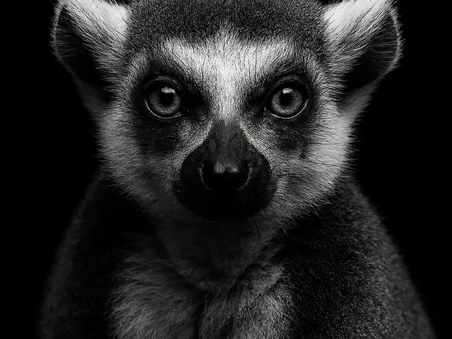 HueForge model: Hueforge Lemur by cterry2000