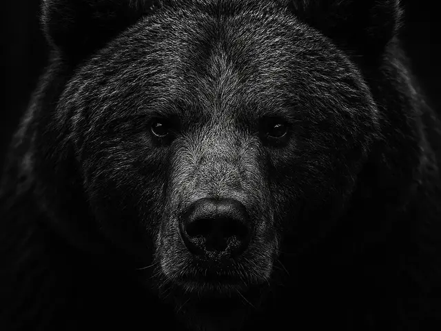 HueForge model: Hueforge Bear by cterry2000