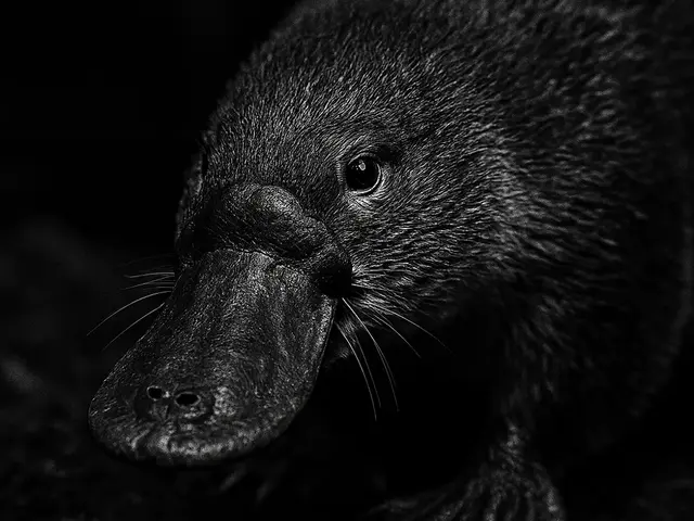 HueForge model: Hueforge Platypus by cterry2000