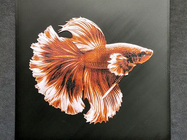 HueForge model: Betta fish HueForge by fD.667