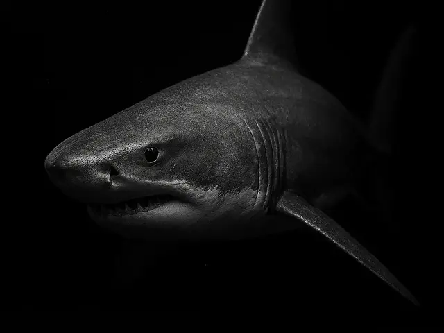 HueForge model: Hueforge Shark by cterry2000