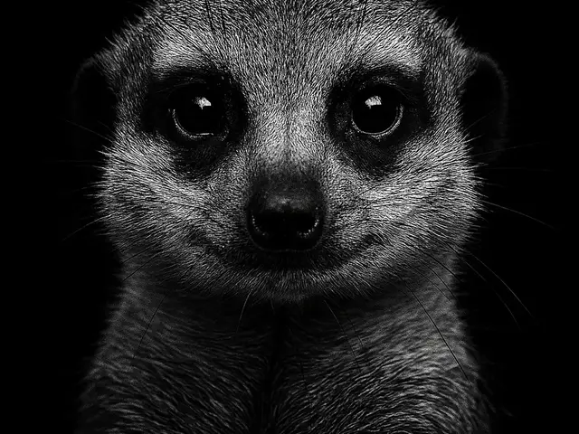 HueForge model: Hueforge Meerkat by cterry2000