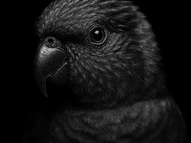 HueForge model: Hueforge Lorikeet by cterry2000