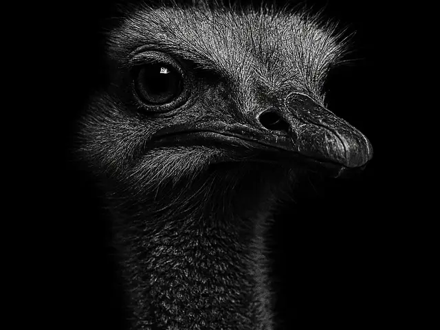 HueForge model: Hueforge Ostrich by cterry2000