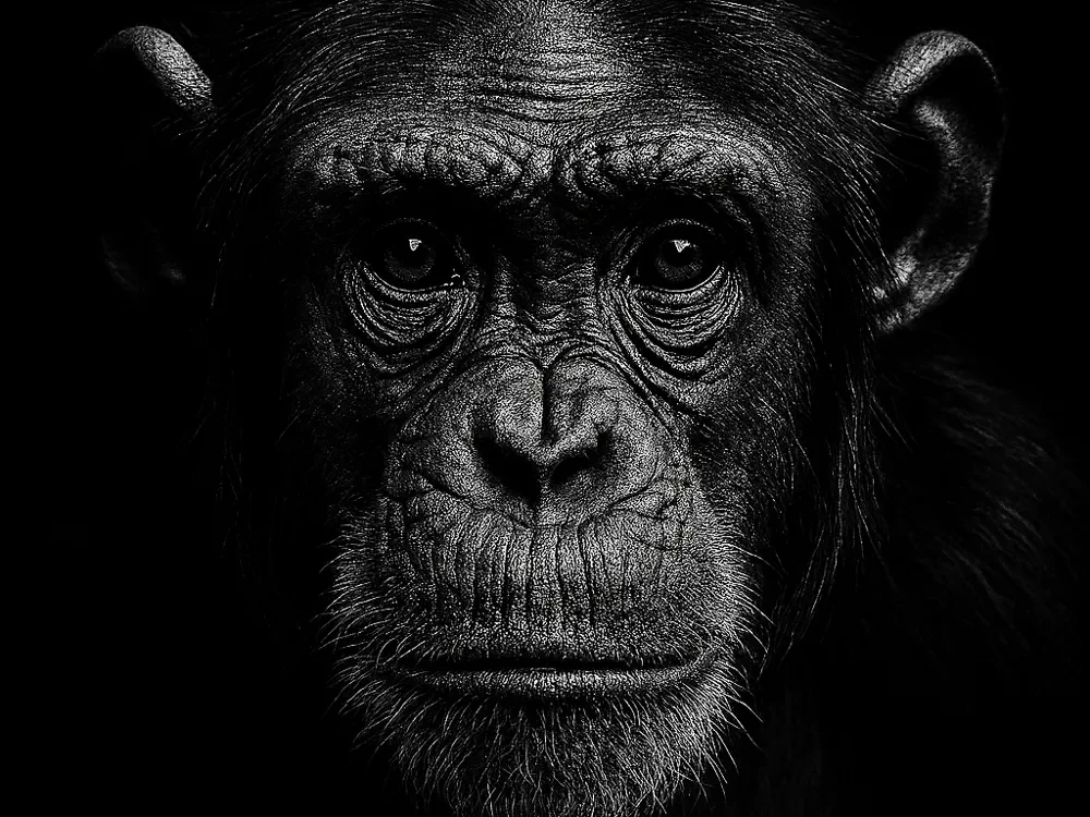 Hueforge Chimpanzee by cterry2000 HueForge model: Hueforge Chimpanzee by cterry2000