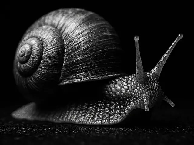 HueForge model: Hueforge Snail by cterry2000
