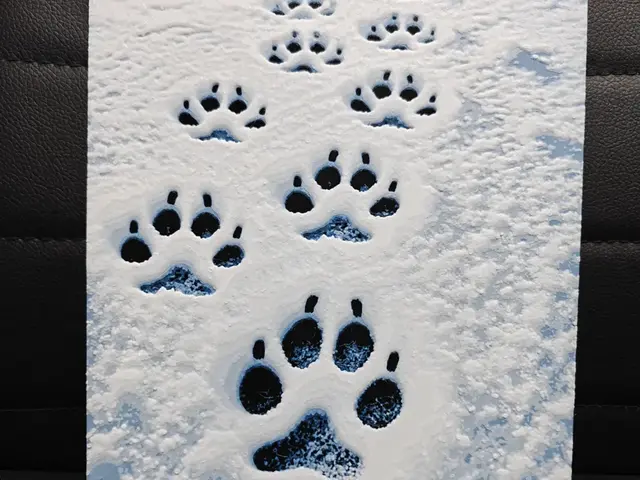 HueForge model: Paws in the Snow by TheHueforgeLady