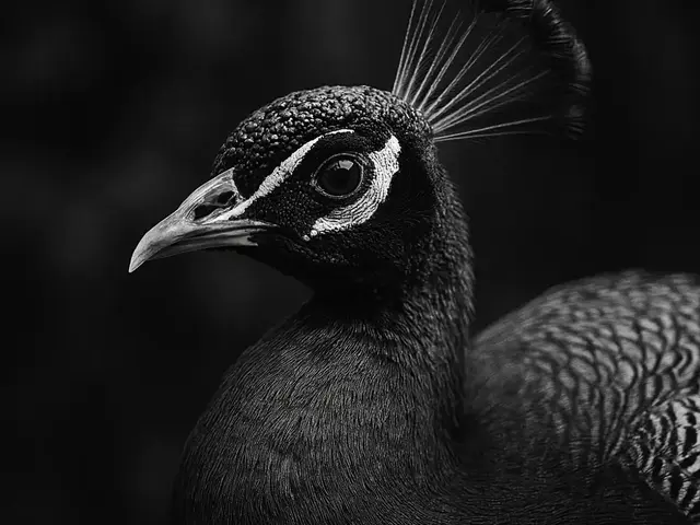HueForge model: Hueforge Peacock by cterry2000