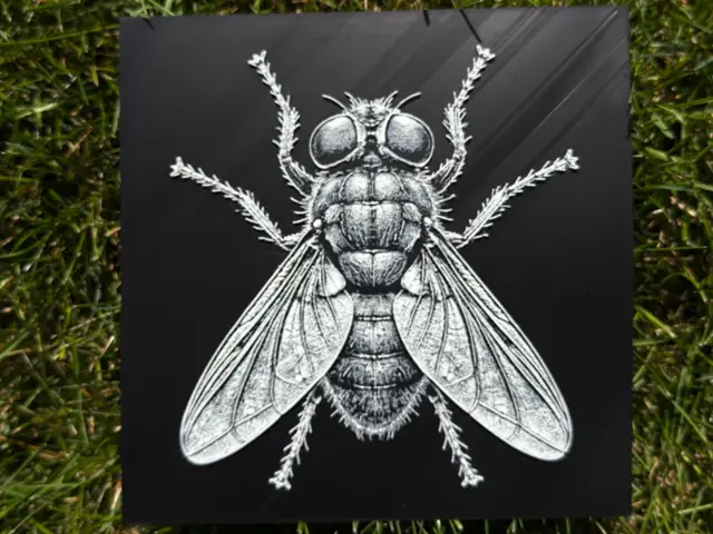 HueForge model: House Fly Wildlife Series by novy