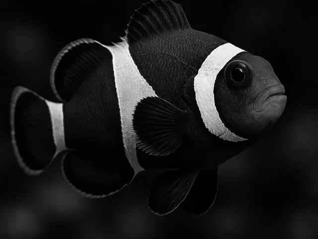 HueForge model: Hueforge Clownfish by cterry2000