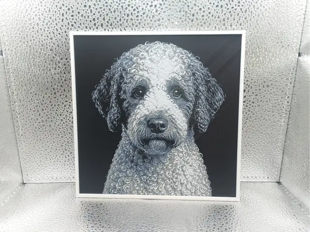 HueForge model: Lagotto Romagnolo - Hueforge by Borishotch Industries