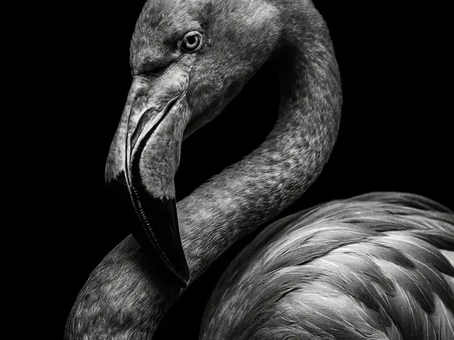 HueForge model: Hueforge Flamingo by cterry2000