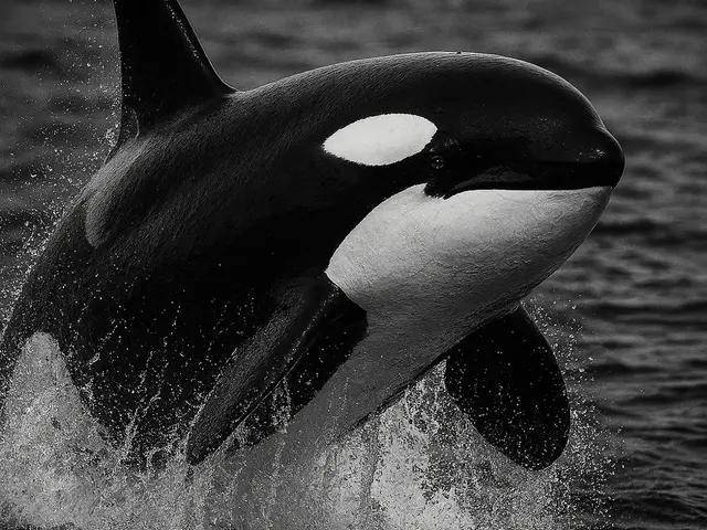 HueForge model: Hueforge Orca by cterry2000