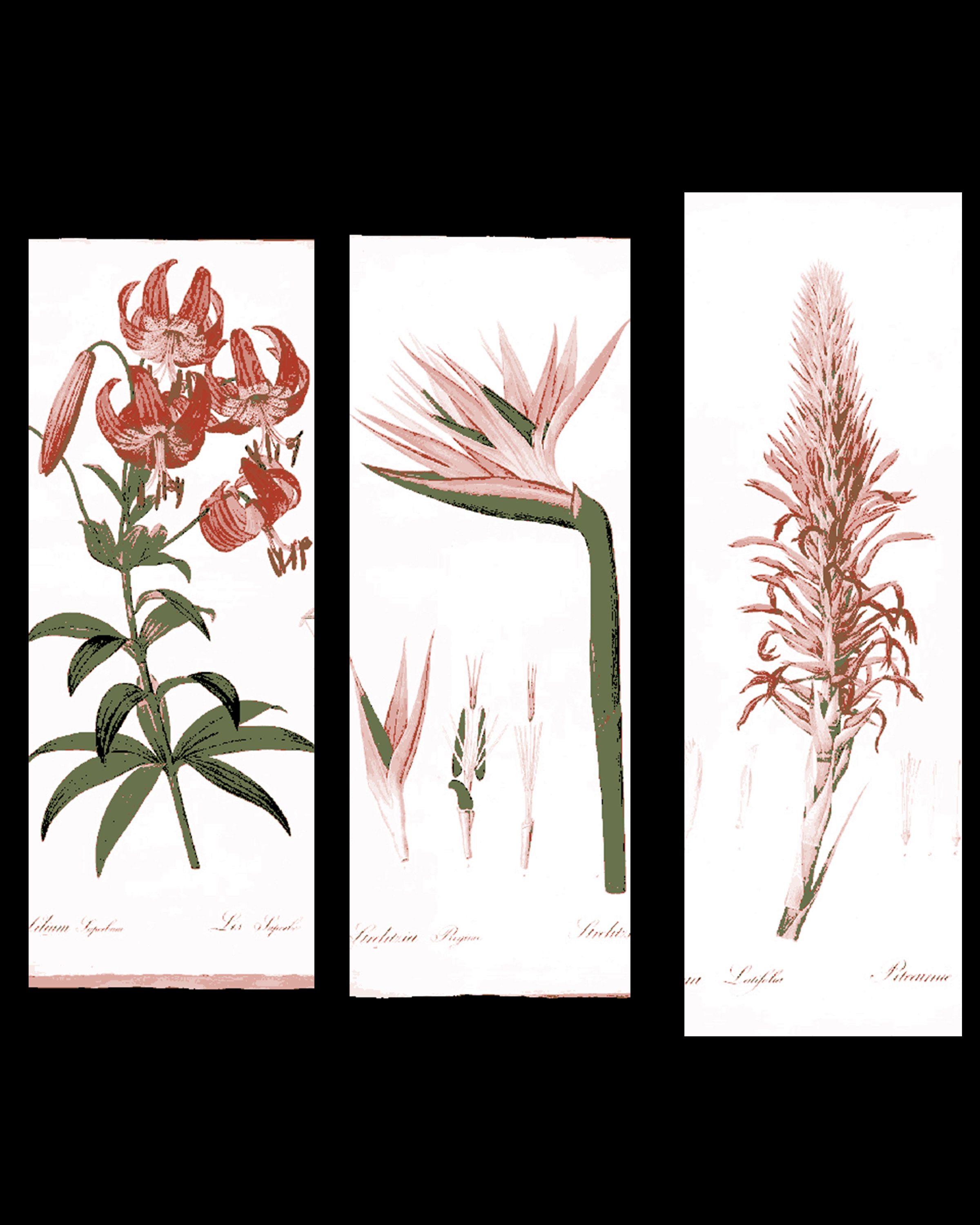 The pages of vintage botany books are true works of art - Set of bookmarks by BooneCo3d HueForge model: The pages of vintage botany books are true works of art - Set of bookmarks by BooneCo3d