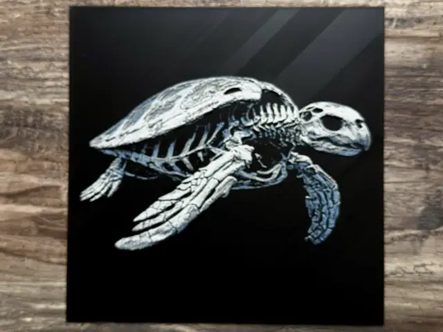 HueForge model: Sea Turtle Skeleton by novy