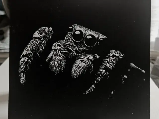 HueForge model: Jumping Spider by Mano's 3d_Art