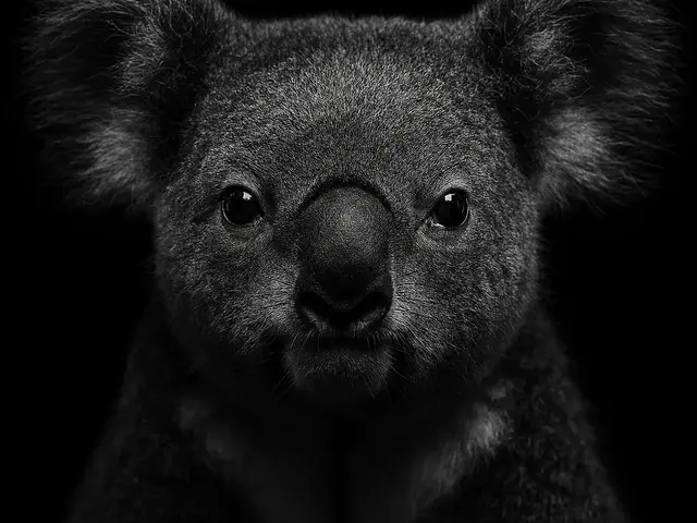 HueForge model: Hueforge Koala by cterry2000