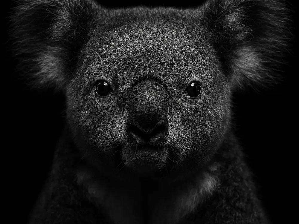 Hueforge Koala by cterry2000 HueForge model: Hueforge Koala by cterry2000
